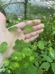 Euphorbia squamosa