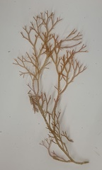 Ceramium virgatum