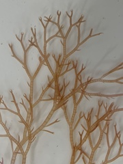 Ceramium virgatum