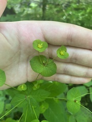 Euphorbia squamosa