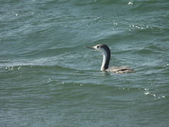 Gavia stellata