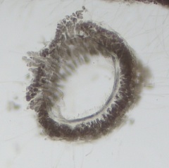 Ceramium virgatum