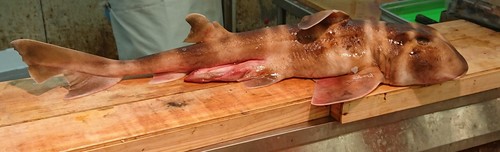 Bull-head shark (Heterodontus japonicus) — Heterodontidae — 4