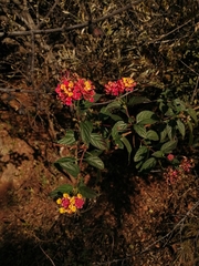Lantana camara