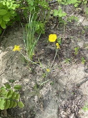 Ranunculus illyricus