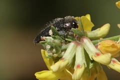 Acmaeodera holsteni