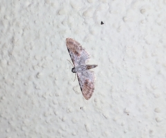 Eupithecia mundiscripta