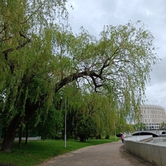 Salix babylonica