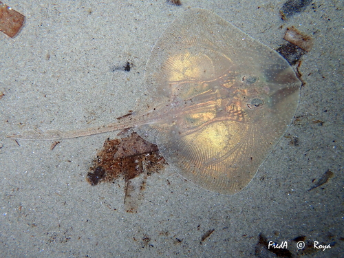 Mediterranean starry skate (Raja asterias) — Rajidae — 3
