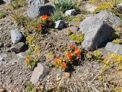 Castilleja tolucensis