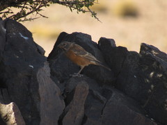 Phrygilus