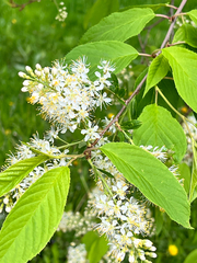 Prunus maackii