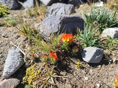Castilleja tolucensis