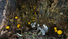 Pluteus admirabilis