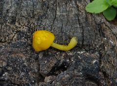 Pluteus admirabilis
