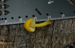 Pluteus admirabilis