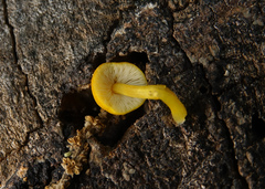 Pluteus admirabilis
