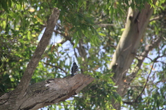 Fringilla coelebs africana