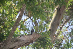Fringilla coelebs africana