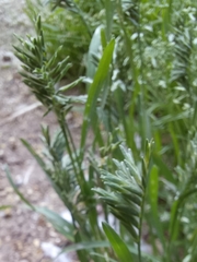 Sclerochloa dura