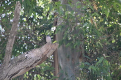 Fringilla coelebs africana