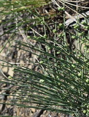 Ephedra monosperma