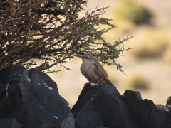 Ochetorhynchus ruficaudus