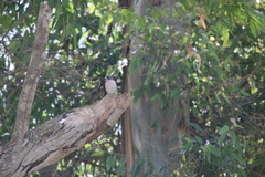 Fringilla coelebs africana