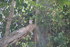 Fringilla coelebs africana