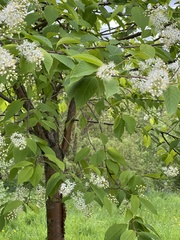 Prunus maackii