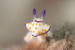 Goniobranchus annulatus