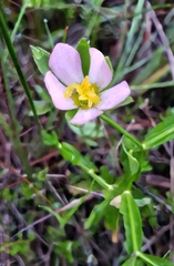Sabatia calycina