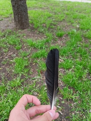 Corvus cornix