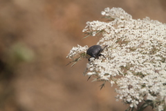 Protaetia morio