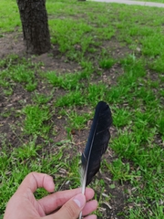 Corvus cornix