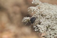 Protaetia morio