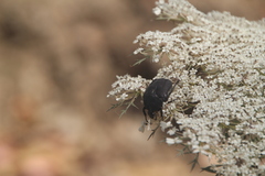 Protaetia morio