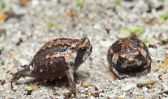 Breviceps rosei rosei