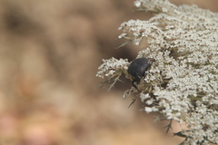 Protaetia morio