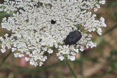Protaetia morio