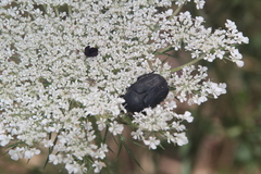 Protaetia morio