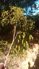 Peltieri