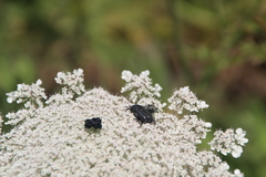 Protaetia morio