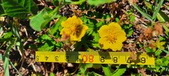 Potentilla