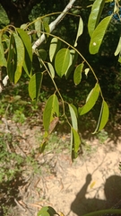 Peltieri