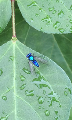 Condylostylus mundus