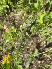 Dracocephalum thymiflorum