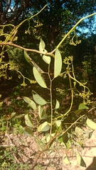 Peltieri