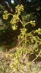 Peltieri