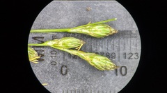Carex foenea